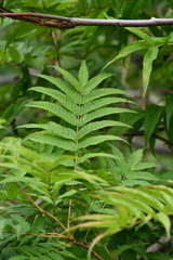 Sorbaria tomentosa