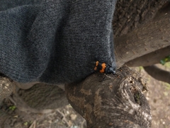 Nicrophorus mexicanus