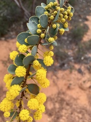 Acacia brachybotrya