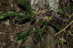 Platycerium superbum