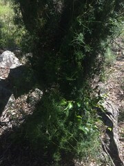 Clematis leptophylla