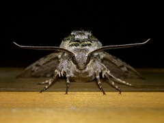 Ceratomia undulosa