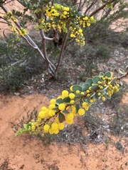 Acacia brachybotrya