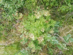 Anemonastrum sibiricum