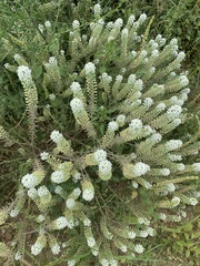 Lepidium thurberi