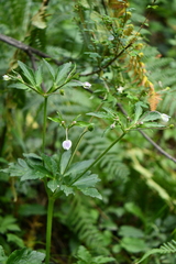 Eriocapitella rivularis