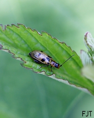 Systena nigroplagiata