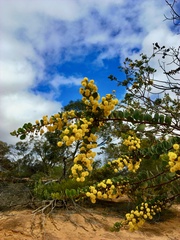 Acacia brachybotrya