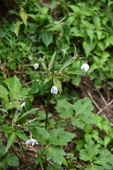 Eriocapitella rivularis