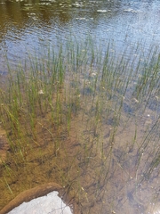 Schoenoplectus torreyi