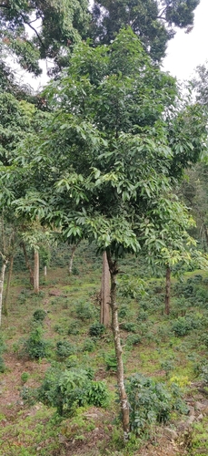 Cinnamomum malabatrum, photograph 2