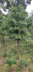 Cinnamomum malabatrum