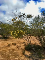 Acacia brachybotrya