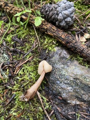 Cudonia circinans