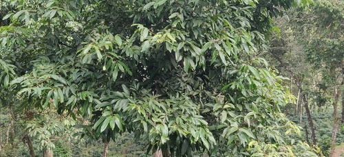 Cinnamomum malabatrum, photograph 3