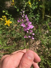 Cullen microcephalum