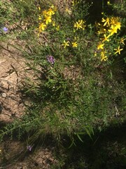 Cullen microcephalum