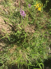 Cullen microcephalum