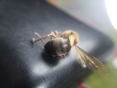 Vespa dybowskii