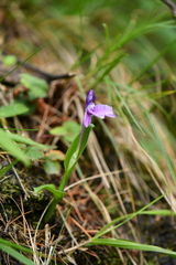 Roscoea alpina