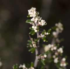 Cryptandra tomentosa