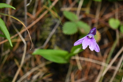 Roscoea alpina