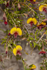 Bossiaea eriocarpa