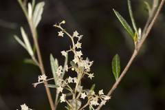 Trymalium ledifolium