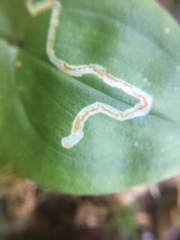 Liriomyza smilacinae