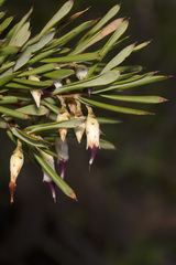 Conostephium pendulum
