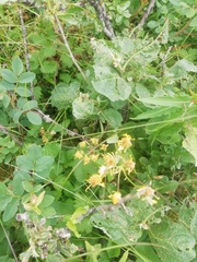 Tephroseris integrifolia