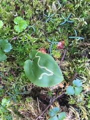 Liriomyza smilacinae