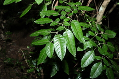 Flindersia xanthoxyla