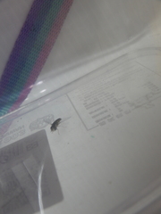 Ischiodon