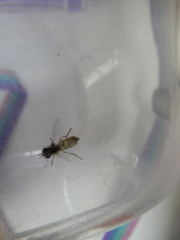Ischiodon