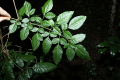 Flindersia xanthoxyla