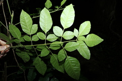 Flindersia xanthoxyla