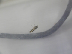 Ischiodon