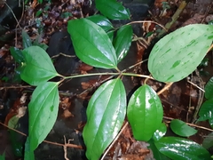Myxopyrum smilacifolium