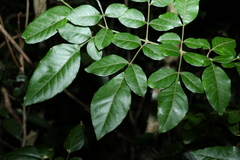 Flindersia xanthoxyla