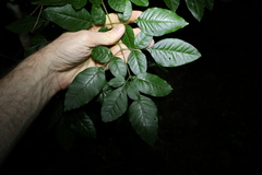 Flindersia xanthoxyla