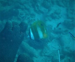 Coradion chrysozonus