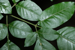 Flindersia xanthoxyla