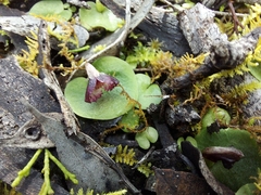 Corybas despectans