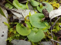 Corybas despectans