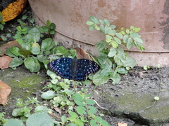 Dichorragia nesimachus formosanus