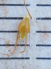 Rhynchospora fusca