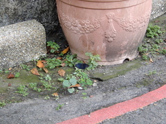 Dichorragia nesimachus formosanus