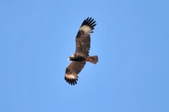 Hamirostra melanosternon