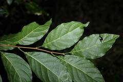 Turraea pubescens